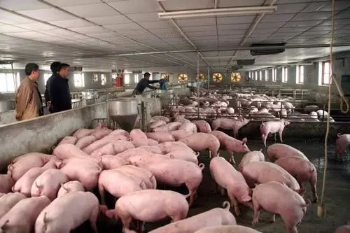 今日生猪市场评析 猪价继续调整走势 东北 华中继续下调,猪肉销售不佳 倒逼价格回落