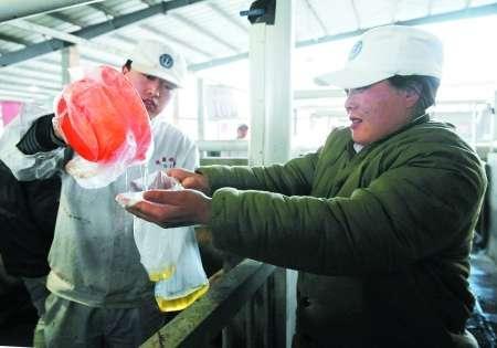 16日,工作人员对济源双汇食品收购来的待宰生猪进行尿检.