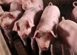 沈阳非洲猪瘟疫情已得到稳定控制 刑拘6人,无害化处理8116头生猪