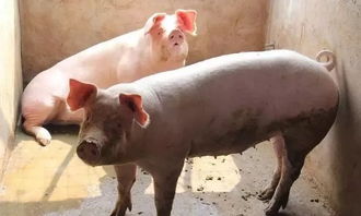 2019年春节猪肉价格能达到多少元一斤