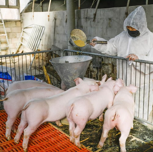 国家是否会开启生猪保护价 农业农村部给说法了