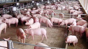 养猪的亏大了 每头猪亏300元 跌至8年前水平