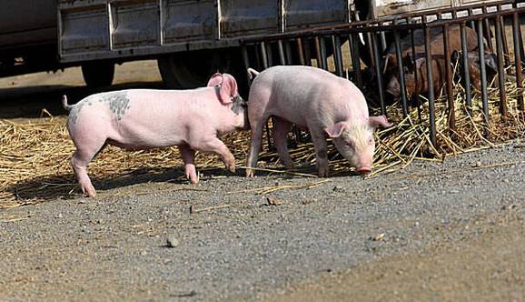 今天生猪价格分析_2020年12月26日全国各省份生猪收购价