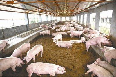 重庆发布7月主要农产品及化肥价格走势:生猪收购与仔猪销售价均下跌