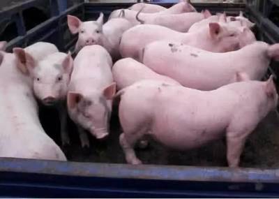 屠宰场低价收猪高价卖肉!养户呼吁不能以政策便利垄断猪肉市场